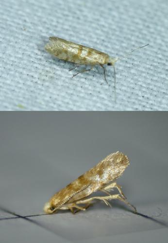 Argyresthia freyella